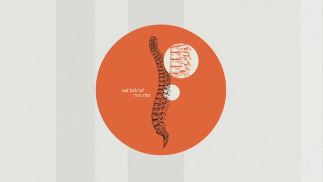 Spine_Gif.0