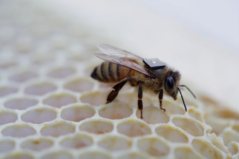 Microsensores de Intel serán colocados en colmenas para comprender que hay detrás de la caída en el número de abejas
