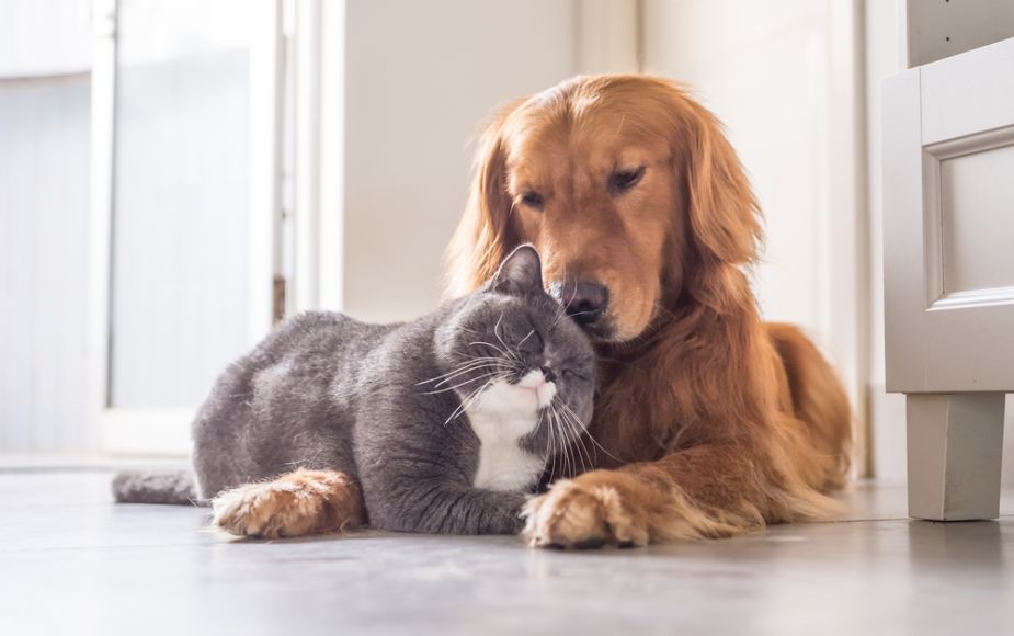 Foto-Día-de-la-Mascota